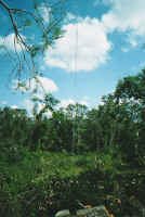 4 WKIQ-WLCO tower.jpg (381995 bytes)